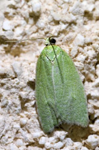 Réf. 337 719 : Tortrix viridana